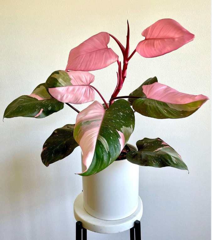 10” Philodendron Pink Princess