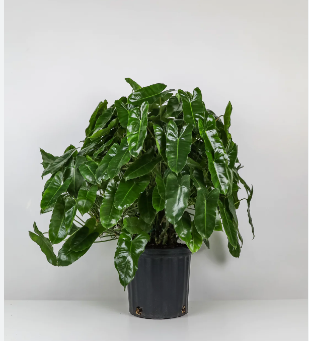 10" Philodendron Burle Marxii