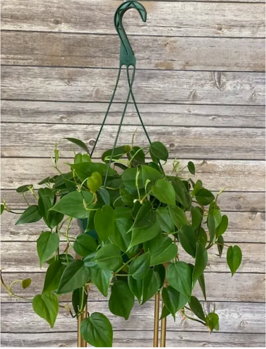 8” Philodendron HB