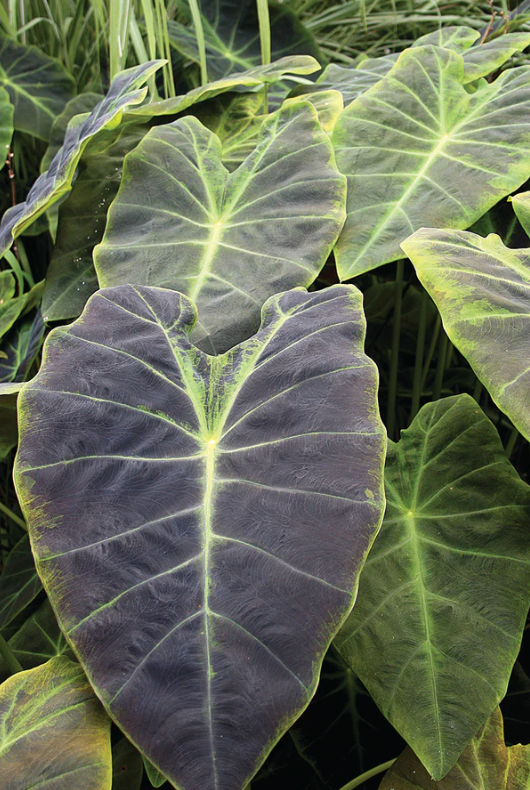 Black Beauty Elephant Ear